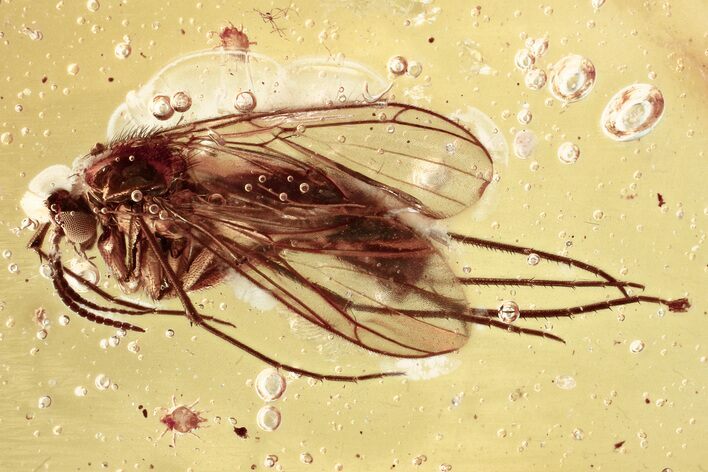 Detailed Fossil Fungus Gnat and Mites In Baltic Amber #346619